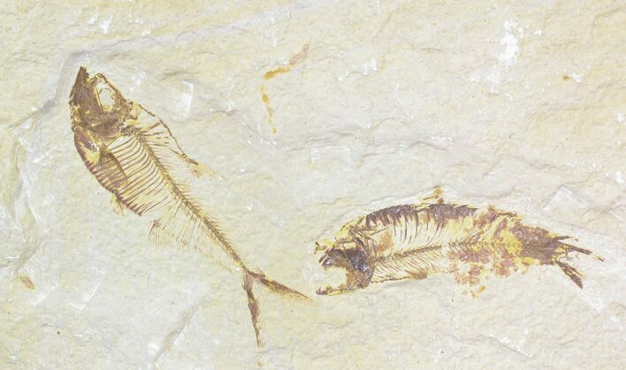 Bargain Diplomystus and Knightia Fossil Fish Plate - x #21439